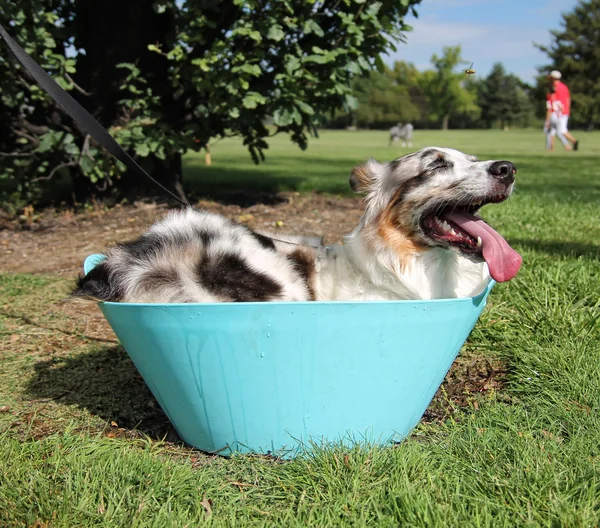 Cute dog in water dish