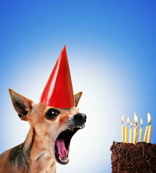 Chihuahua blowing out candles on cake