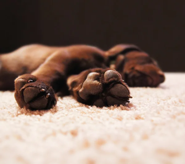 Chocolate lab puppy sleeping