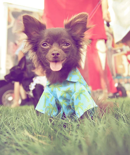 Chihuahua at park with shirt