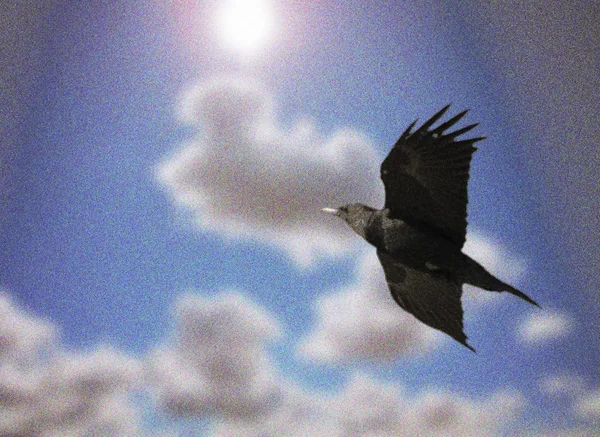 Bird flying over blue sky with clouds