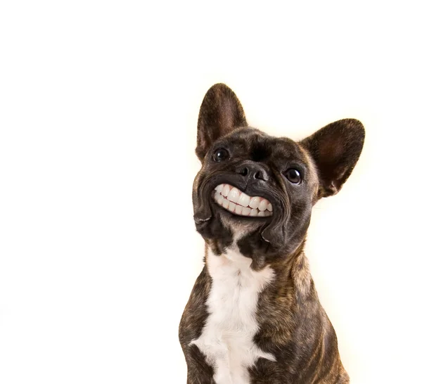 French bulldog with huge smile
