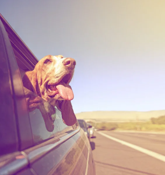 Basset out of car window and tongue