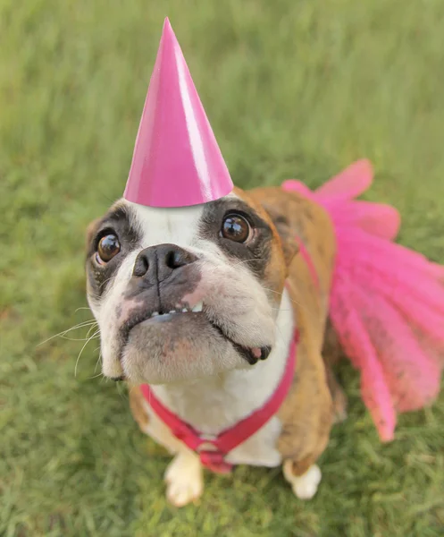 Boston terrier with pink party hat