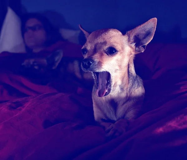 Chihuahua watching tv with girl