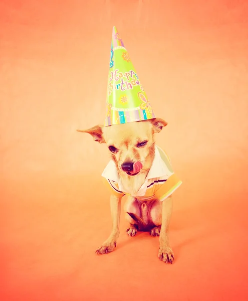 Chihuahua with birthday hat