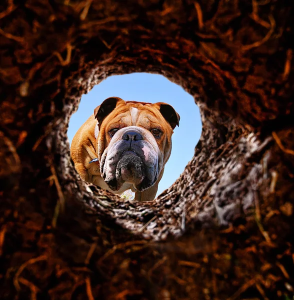 Dog peeking into dirt hole