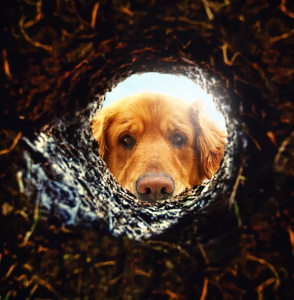 Dog looking down hole in ground