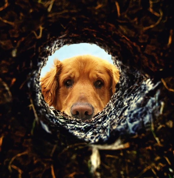 Dog looking down hole in ground