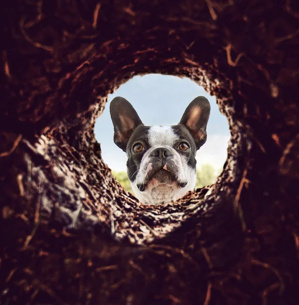 Dog peeking into dirt hole in ground