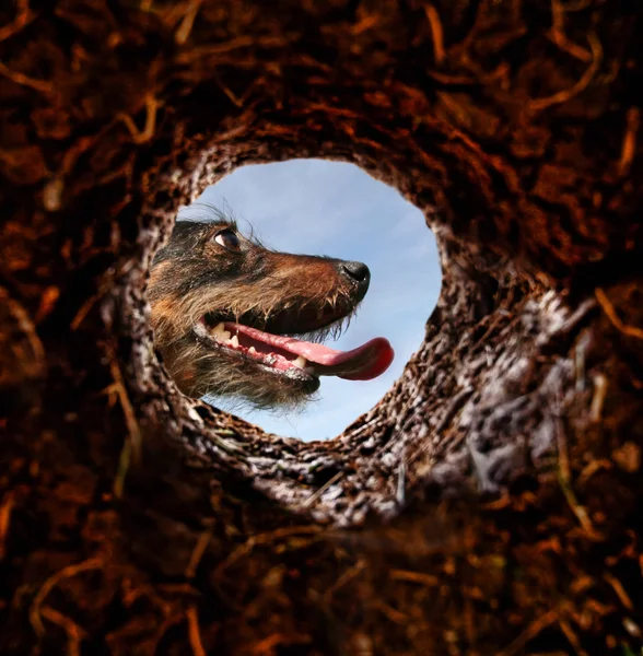 Dog peeking into hole in ground
