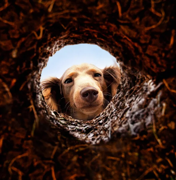 Dog peeking into hole in ground