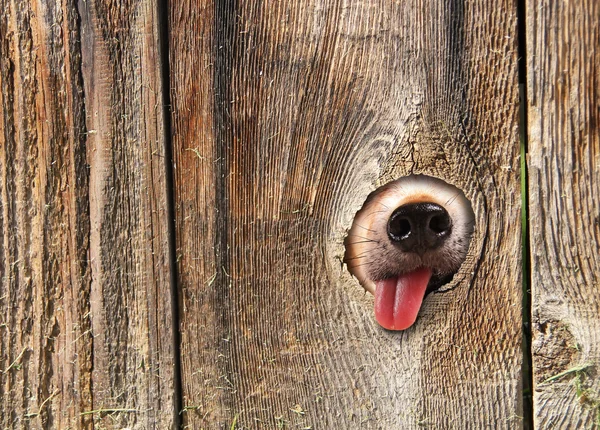 Dog\'s nose poking out of hole in fence