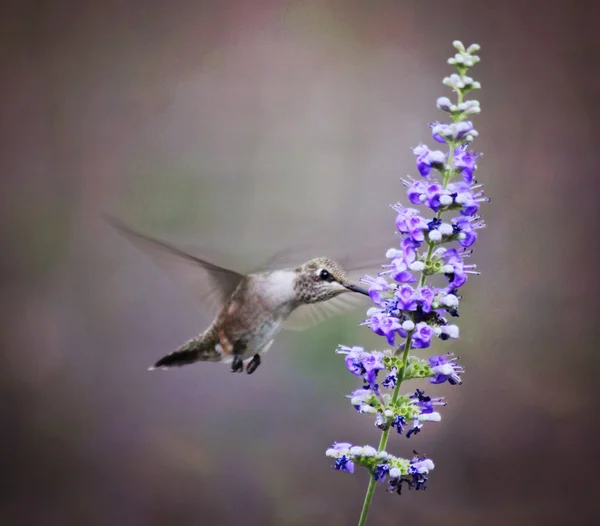 Cute hummingbird hovering at flower