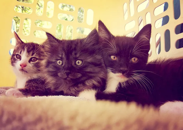 Three kittens in laundry basket