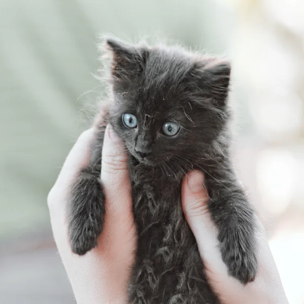Kitten being held by hands