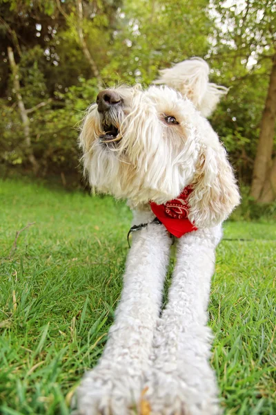 Golden doodle sitting in park