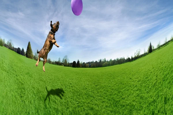 Dog jumping in air in park
