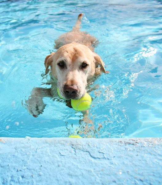 Labrador retriever swimming at pool