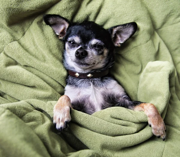 Chihuahua napping in blanket