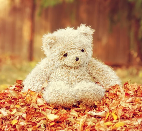 Teddy bear in pile of leaves