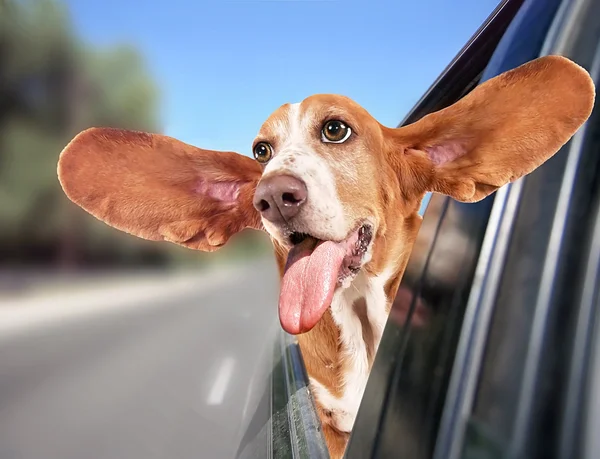 Basset hound riding in car
