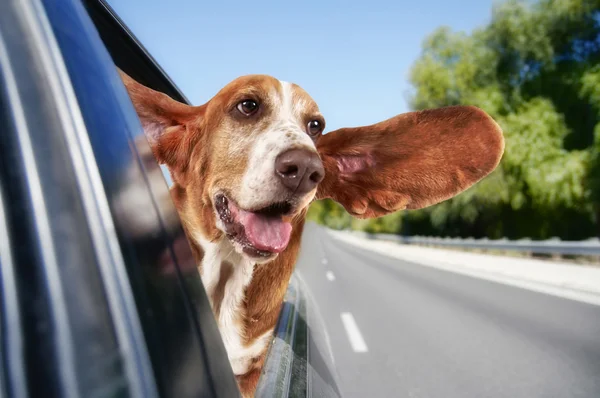 Basset hound riding in car