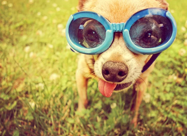Chihuahua wearing goggles