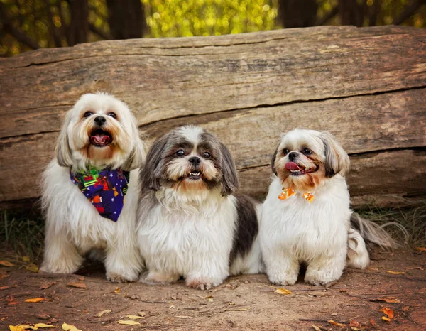 Three white mixed breed dogs
