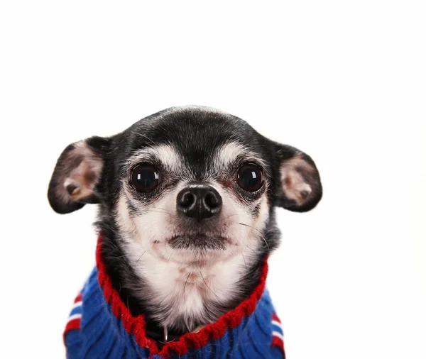 Chihuahua wearing knitted sweater