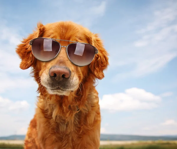 golden retriever with sunglasses style stock photos royalty free style images depositphotos 174 golden retriever with sunglasses style stock photos royalty free style images depositphotos 174
