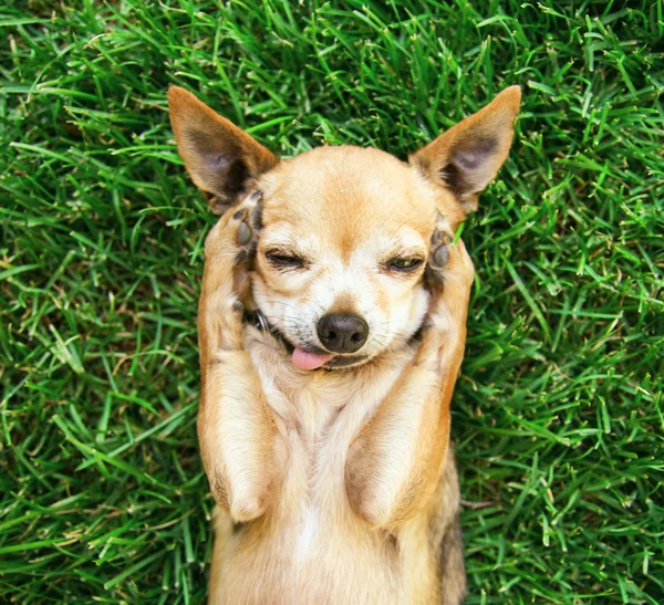 Chihuahua covering his ears