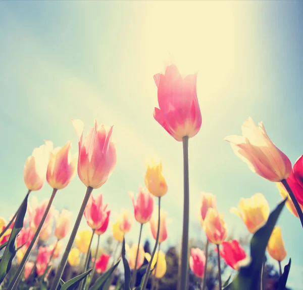 Tulips framed in a wide angle image taken under the flowers tone