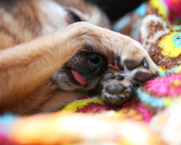 Chihuahua sleeping with his tongue out