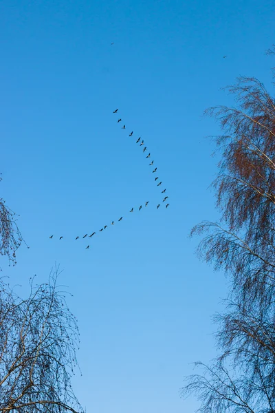 Flock of flying geese.