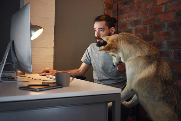 Dog pet  seeking owner\'s attention at his desk a