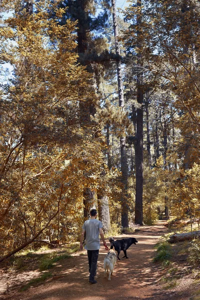 Dogs walking in nature with man