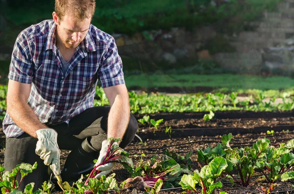 Farmer harvesting beetroot in the vegetable patch garden