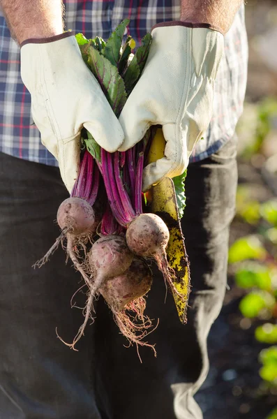 Hands holding beetroots in garden