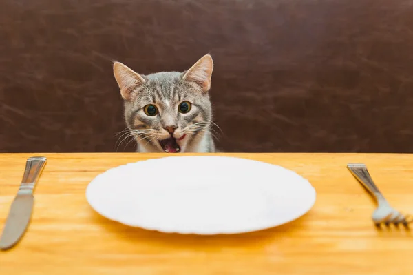Young cat after eating food from kitchen plate
