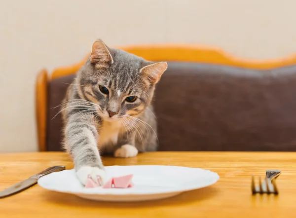 Young cat eating food from kitchen plate