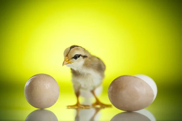 Pretty cute chick with eggs