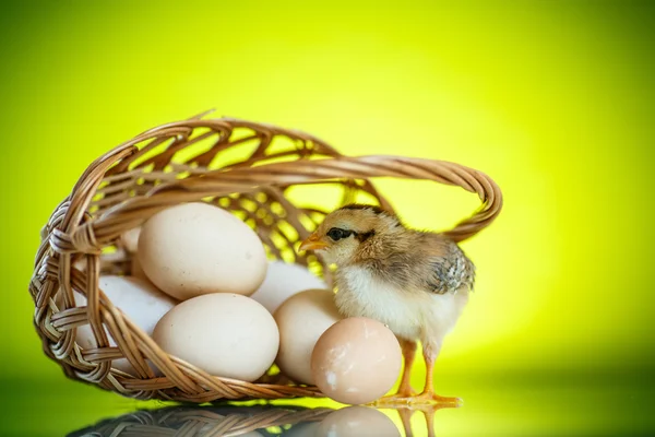 Pretty cute chick with eggs