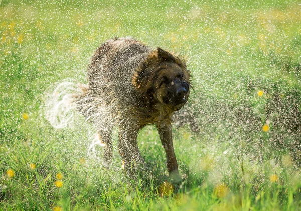 German shepherd dog shaking off water