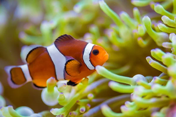 Clown fish in coral reef