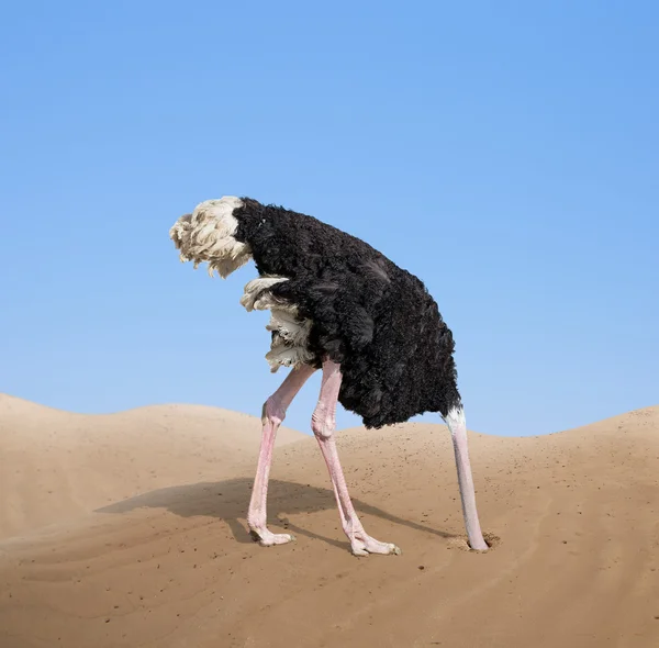 depositphotos_53529435-stock-photo-scared-ostrich-burying-its-head.jpg