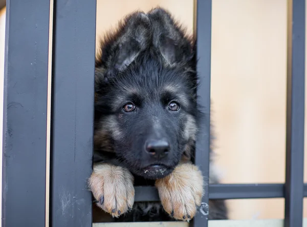 Very sad puppy in shelter cage