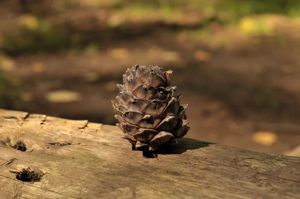 Cedar pine cone on a fallen tree trunk in the Siberian taiga. food for forest animals