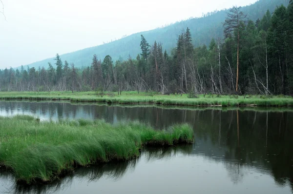 Misty morning on the lake. early summer morning. drizzling rain. forest on the lake. photo toned