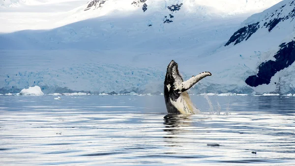 Hampback whale breaching jumping